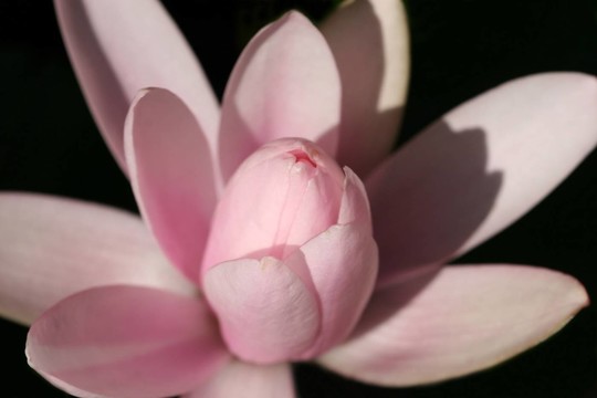 睡蓮