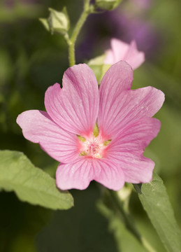 花園