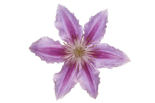 花（鐵線蓮）
