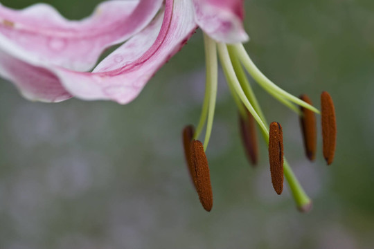 粉色的百合花