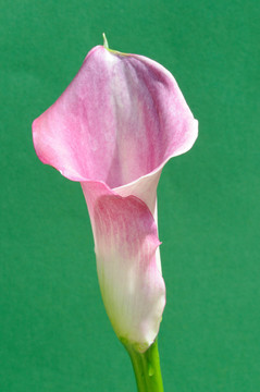 藝術(shù)