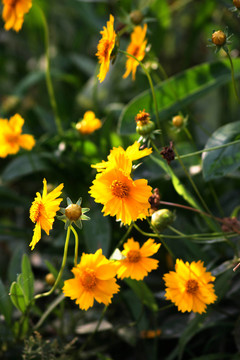 藍(lán)色的
