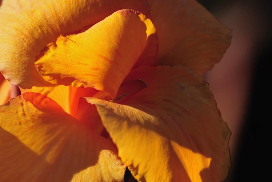 gladiole 31