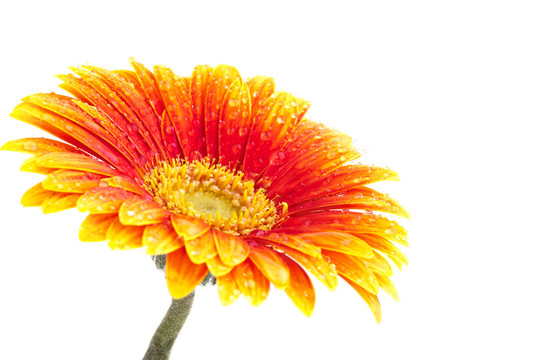 完美的格柏雛菊