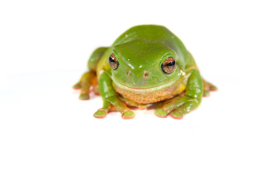 樹