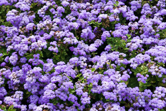 開(kāi)花藍(lán)帽