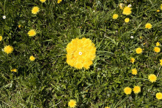 LandArt蒲公英圈