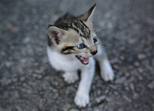 cub