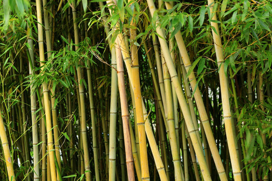 樹(shù)