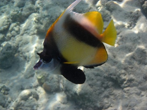 廣場wimpelfisch