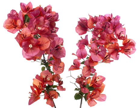 花卉