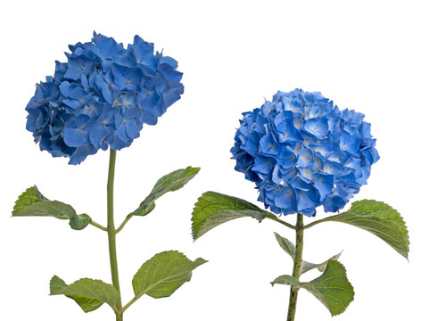 花卉