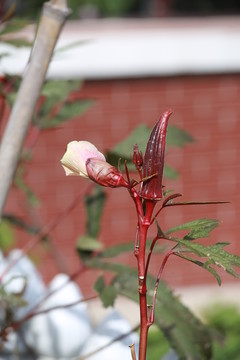 紫色秋葵花朵果實
