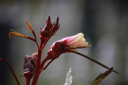 紫色秋葵花朵特寫