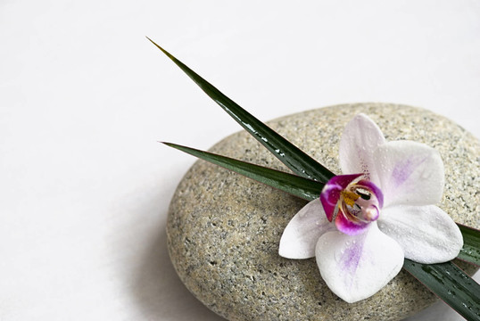 蘭花和石頭