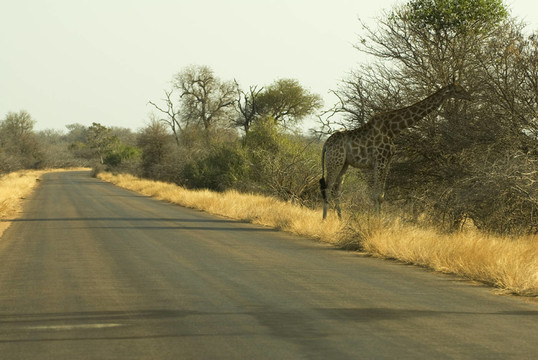 Safari