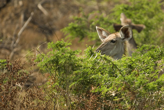 捻角羚（Tragelaphus strepsiceros）