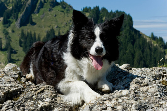 山