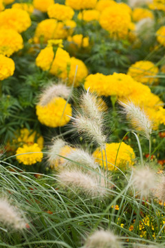 花卉