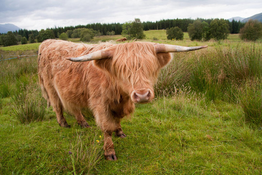highlandcattle