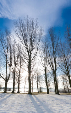 tree