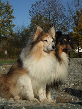 牧羊犬
