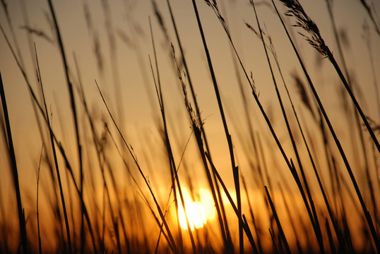 蘆葦在sonnenuntergand