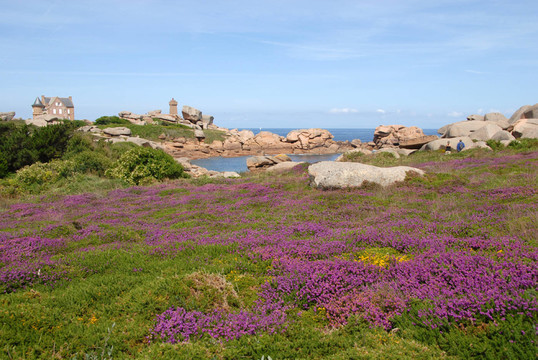 玫瑰海岸