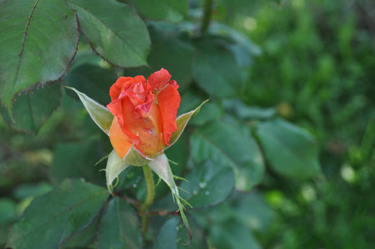 花卉