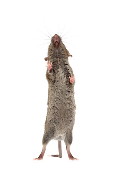 動物