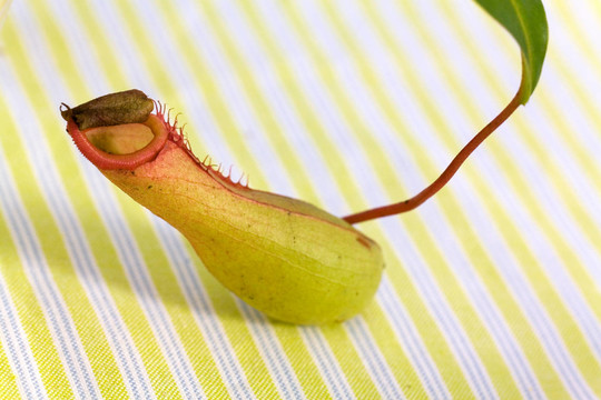 翼狀豬籠草，瓶子草
