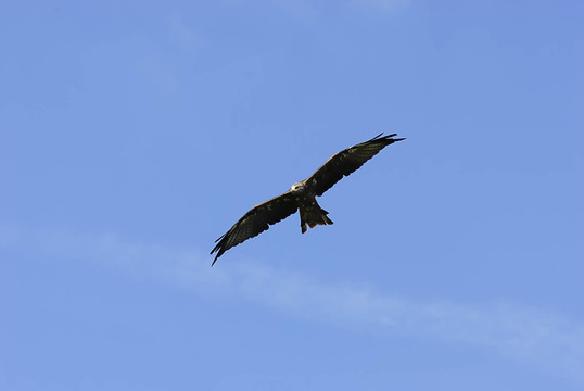 schreiseeadler 15