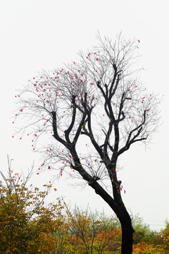 柿子樹枝