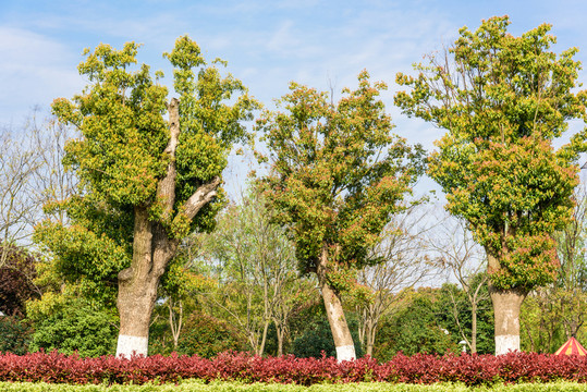 綠博園園林景觀