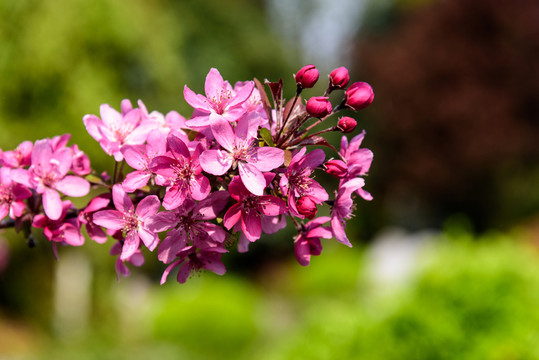 紫薇花