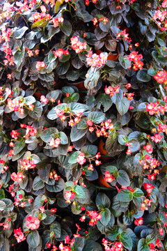 紅色小花