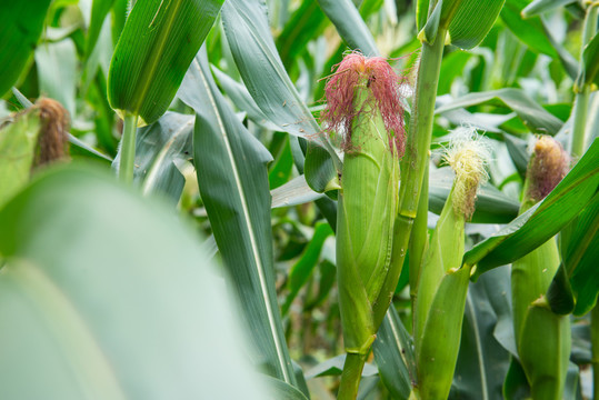 玉米 農(nóng)家玉米 生玉米