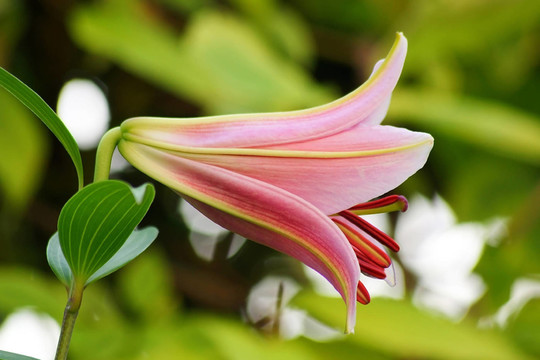 花園