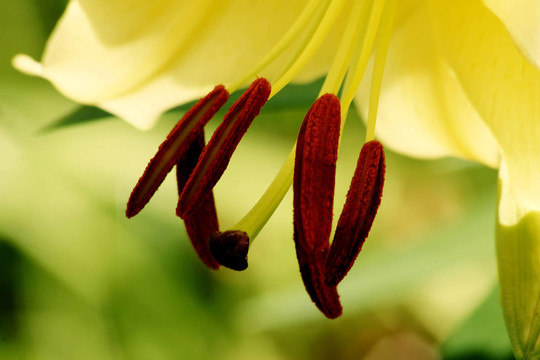 陽臺上的花