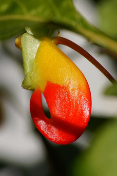 花園