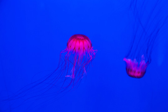 水母6