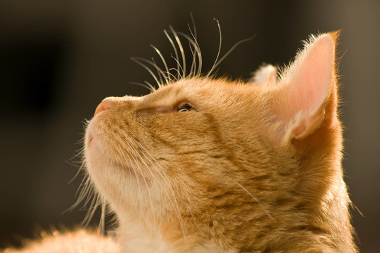 katzenportrait