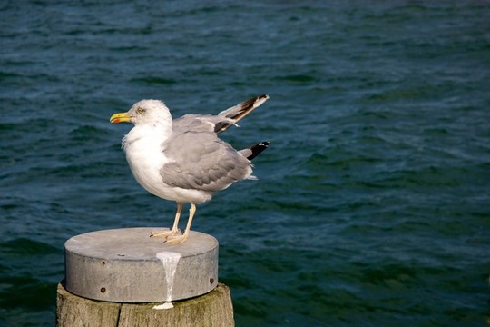 海鷗