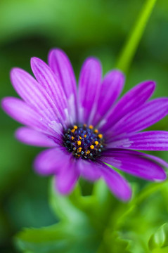 花卉