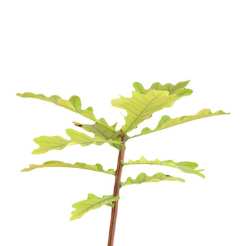 樹