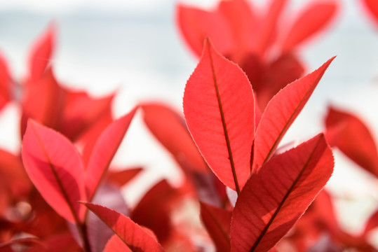 紅葉