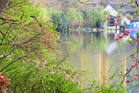 水邊海棠花