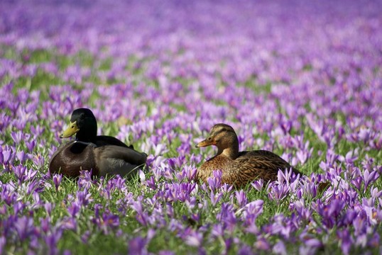krokusblte
