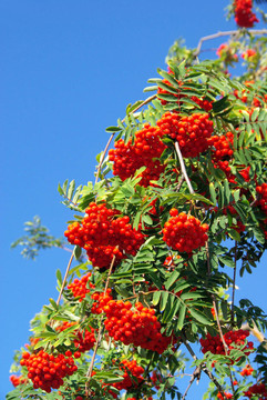 rowan rowan 08