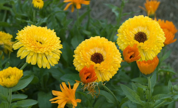 花園里的花